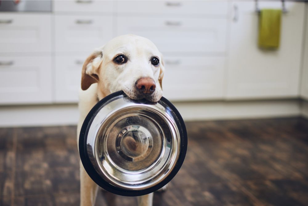 Pet Friendly Flooring | Dolphin Carpet & Tile